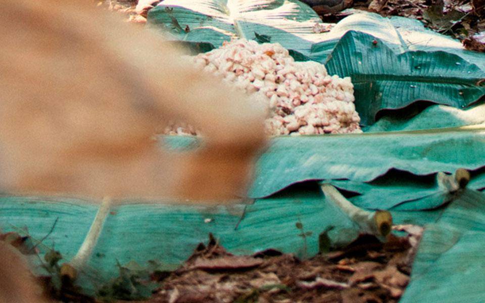 Only Well-Fermented Cocoa