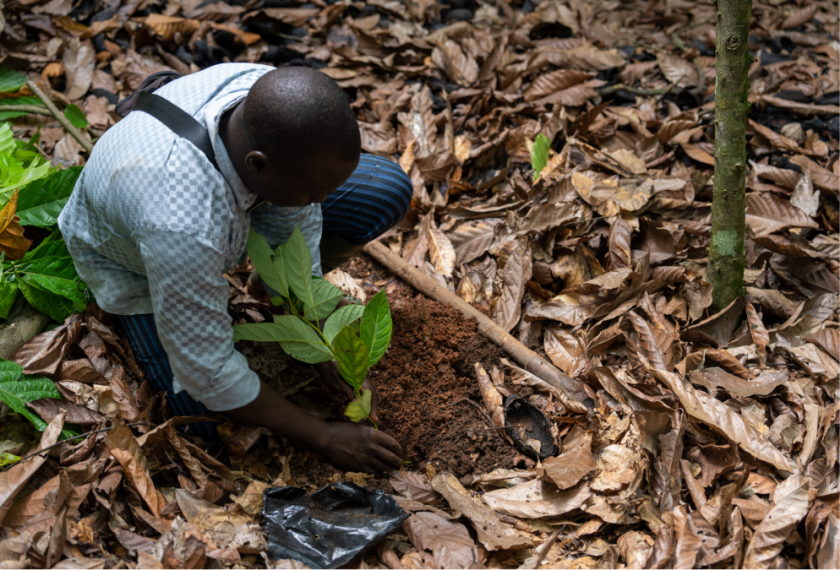 Farmers reshaping cocoa farming. planting young cocoa trees
